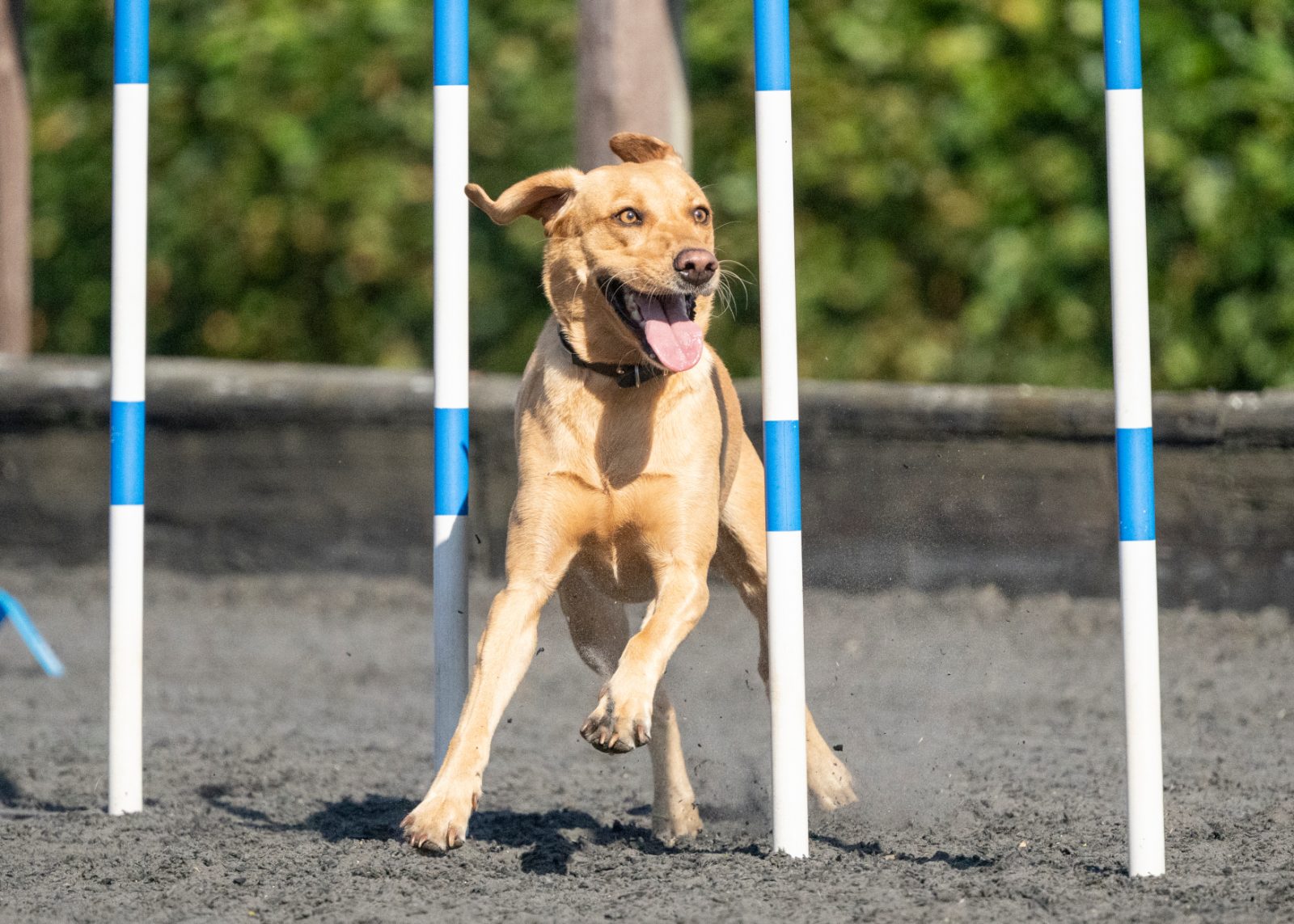 Dog weaving through agility poles on the foundation agility course