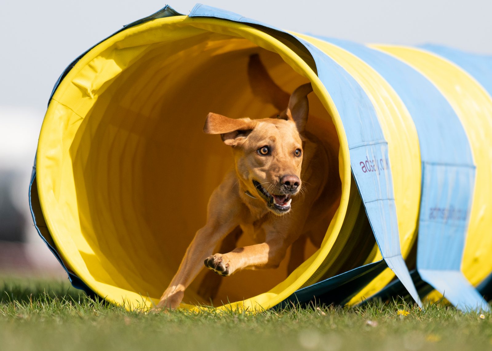 Dog running out of an agility tunnel at full speed on the foundation agility course