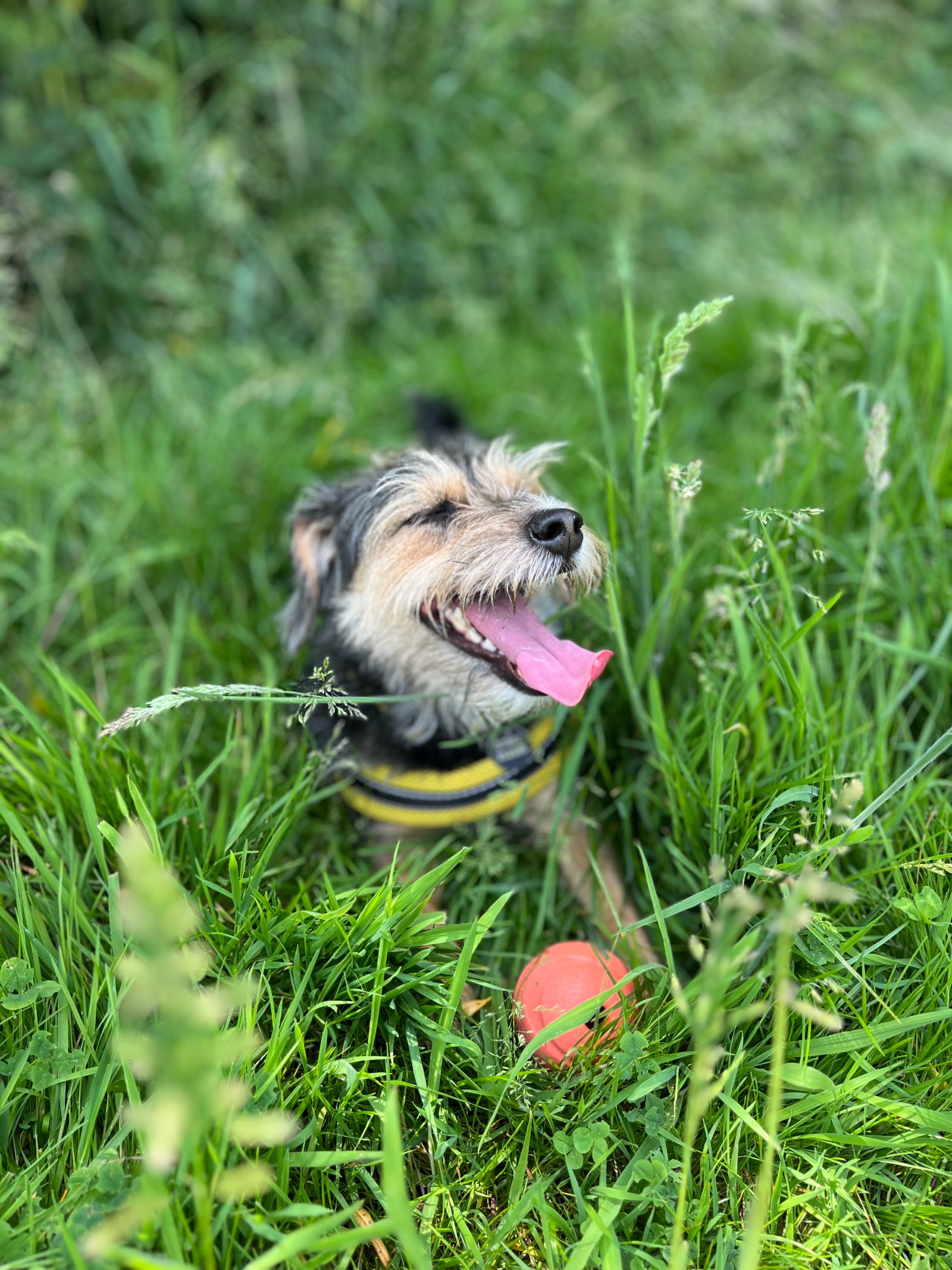 Two dogs walking on loose leads with their owner on a park path, where one to one sessions are held